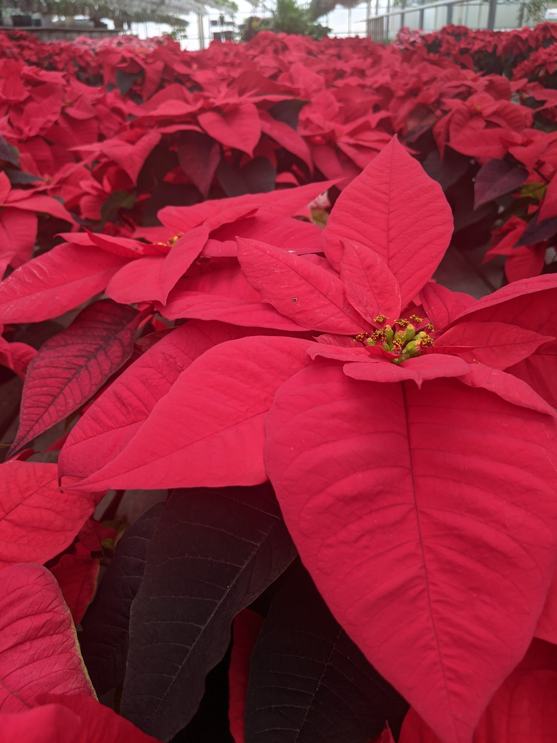Fundraisers Varner’s Greenhouse & Nursery
