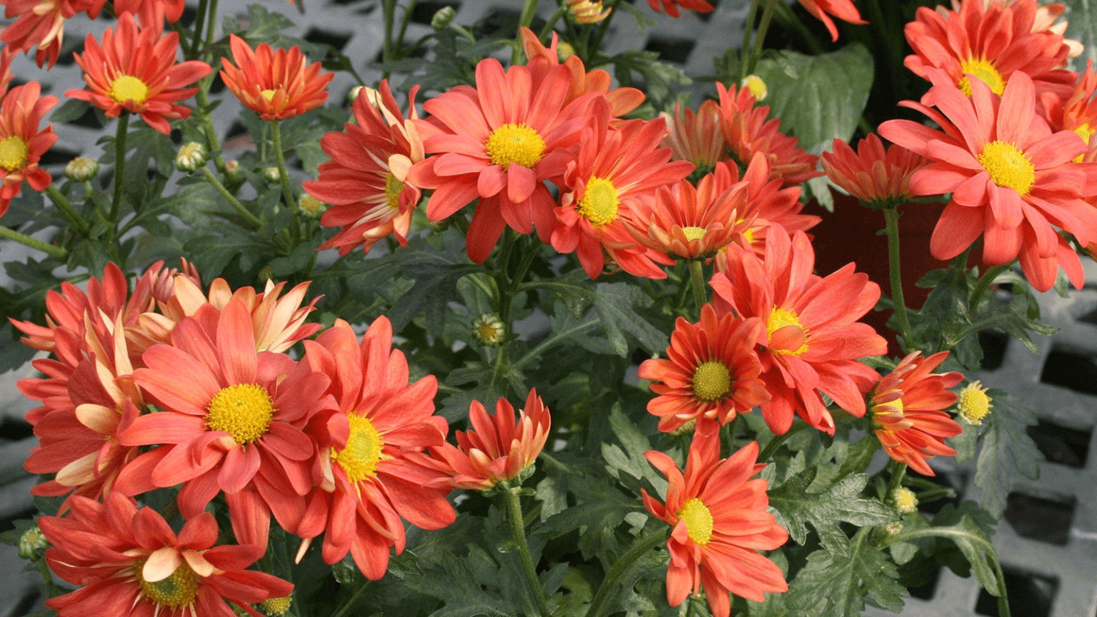 About Varner's Varner’s Greenhouse & Nursery