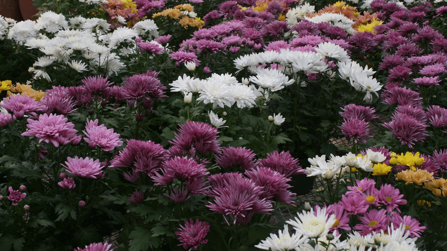 Seasonal Varner’s Greenhouse & Nursery